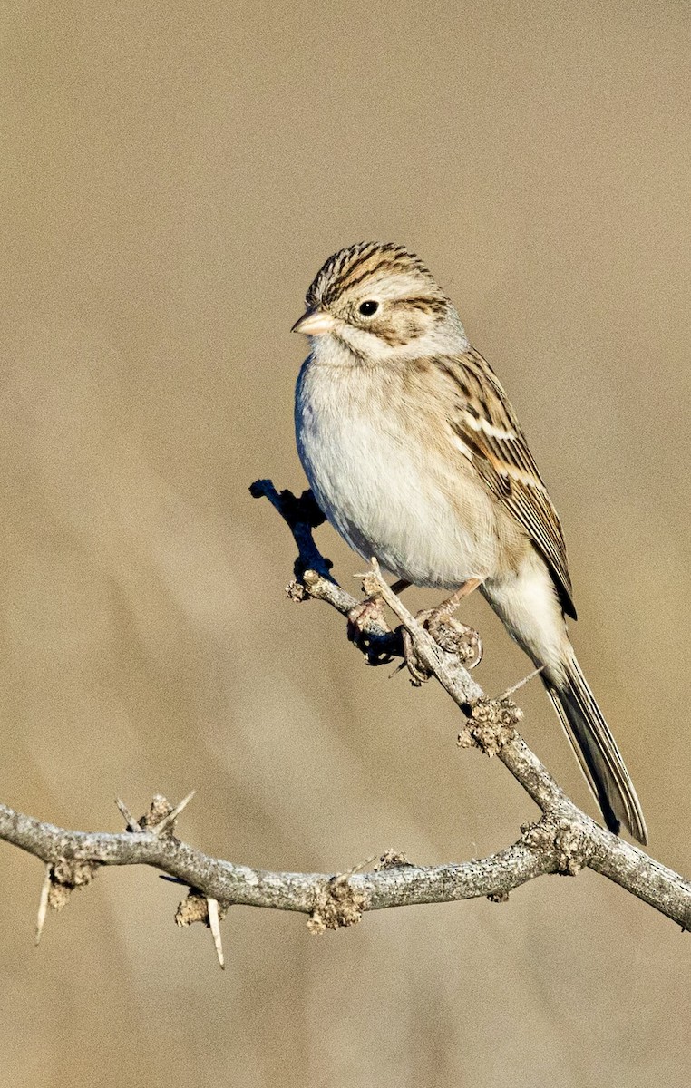 Brewer Serçesi - ML646816464