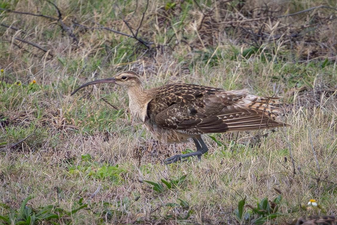 Bristle-thighed Curlew - ML646816465
