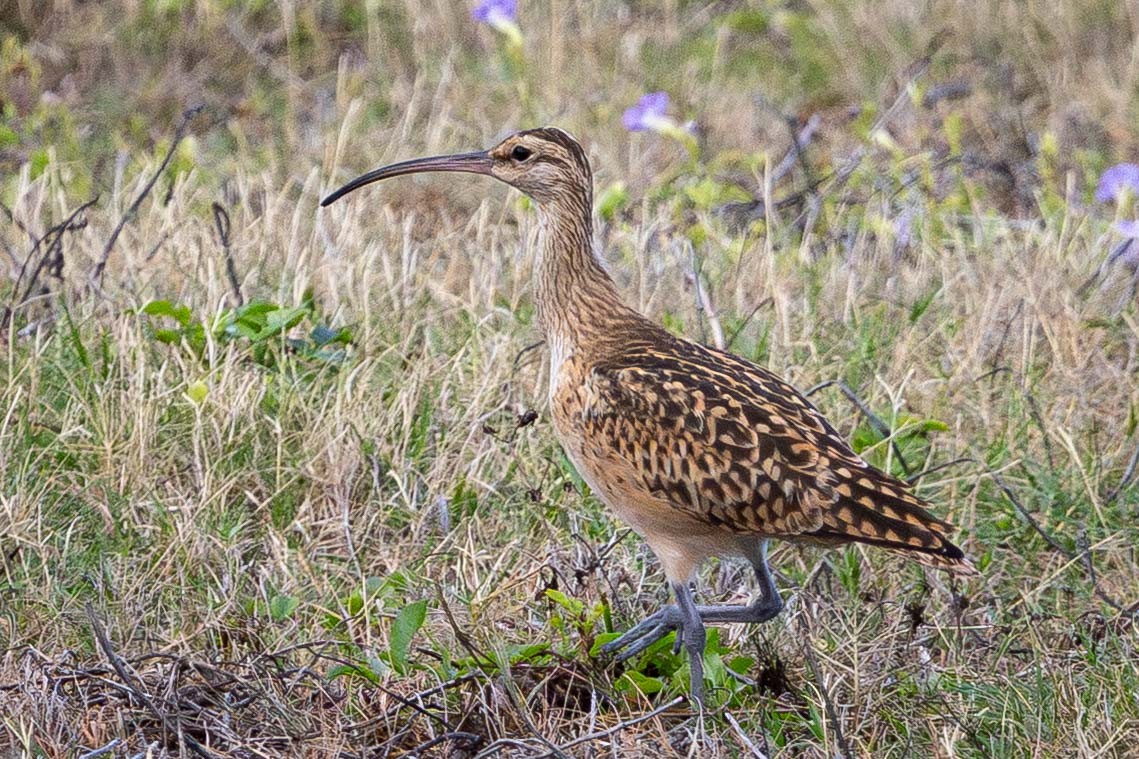 Bristle-thighed Curlew - ML646816466