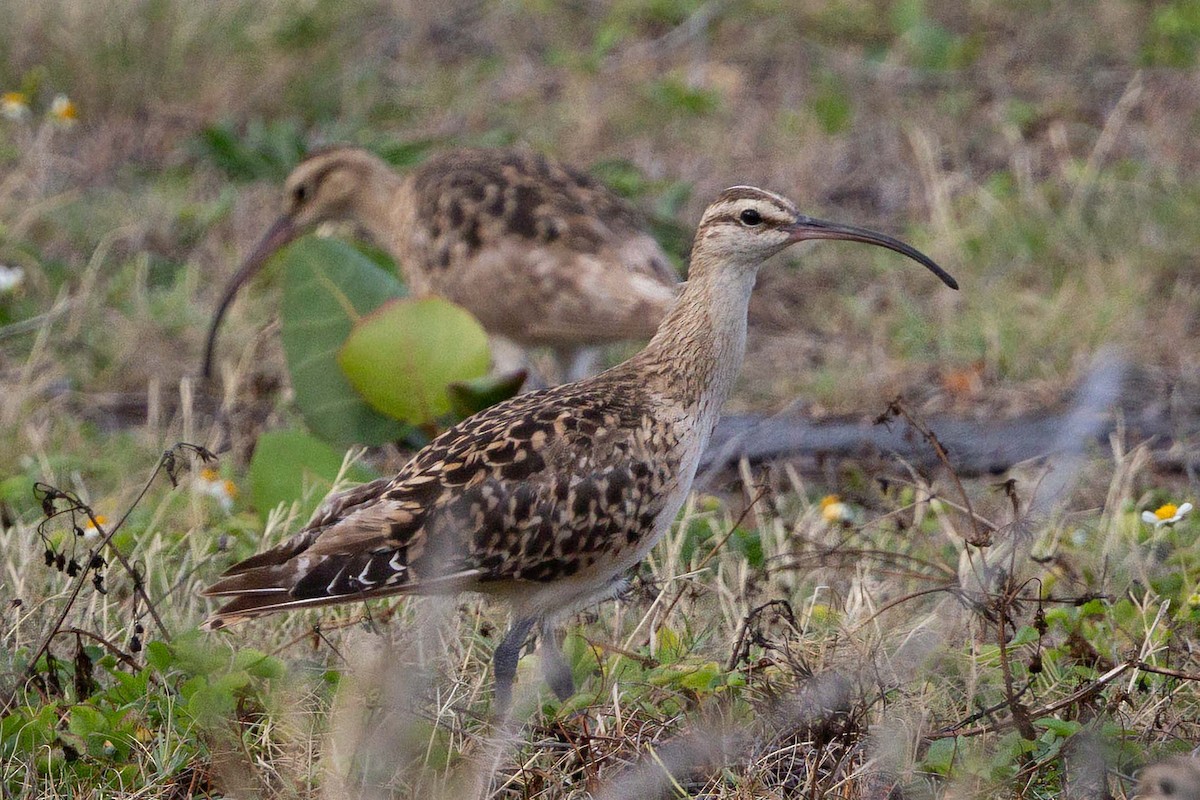 Bristle-thighed Curlew - ML646816467