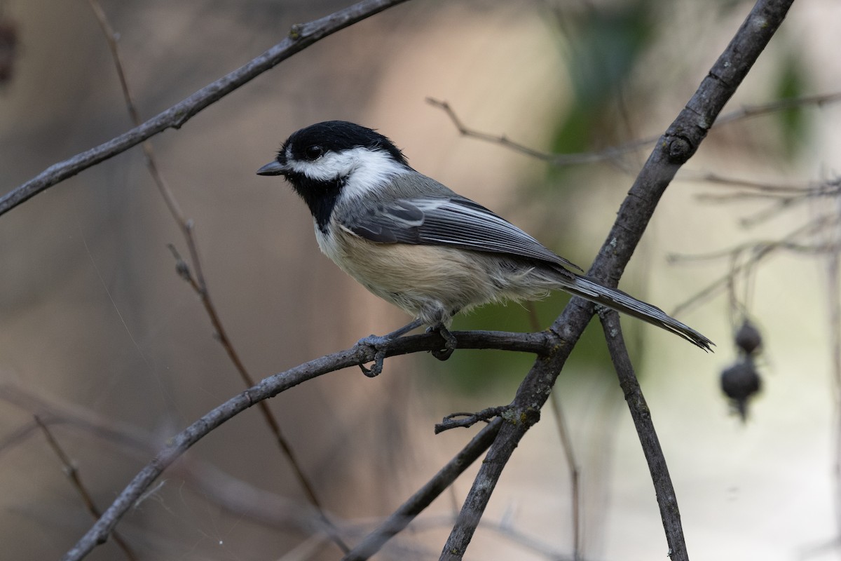 Black-capped Chickadee - ML646816470