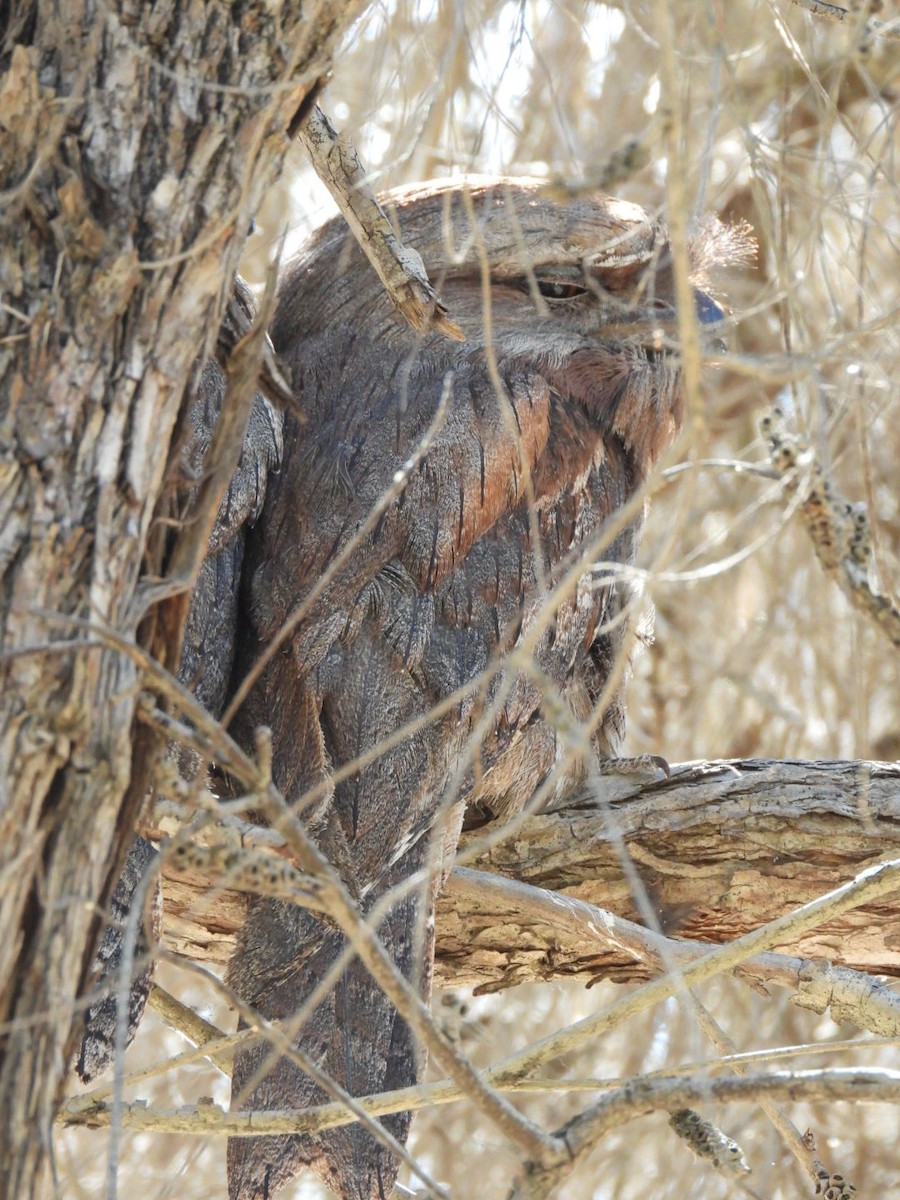 Tawny Frogmouth - ML646816471