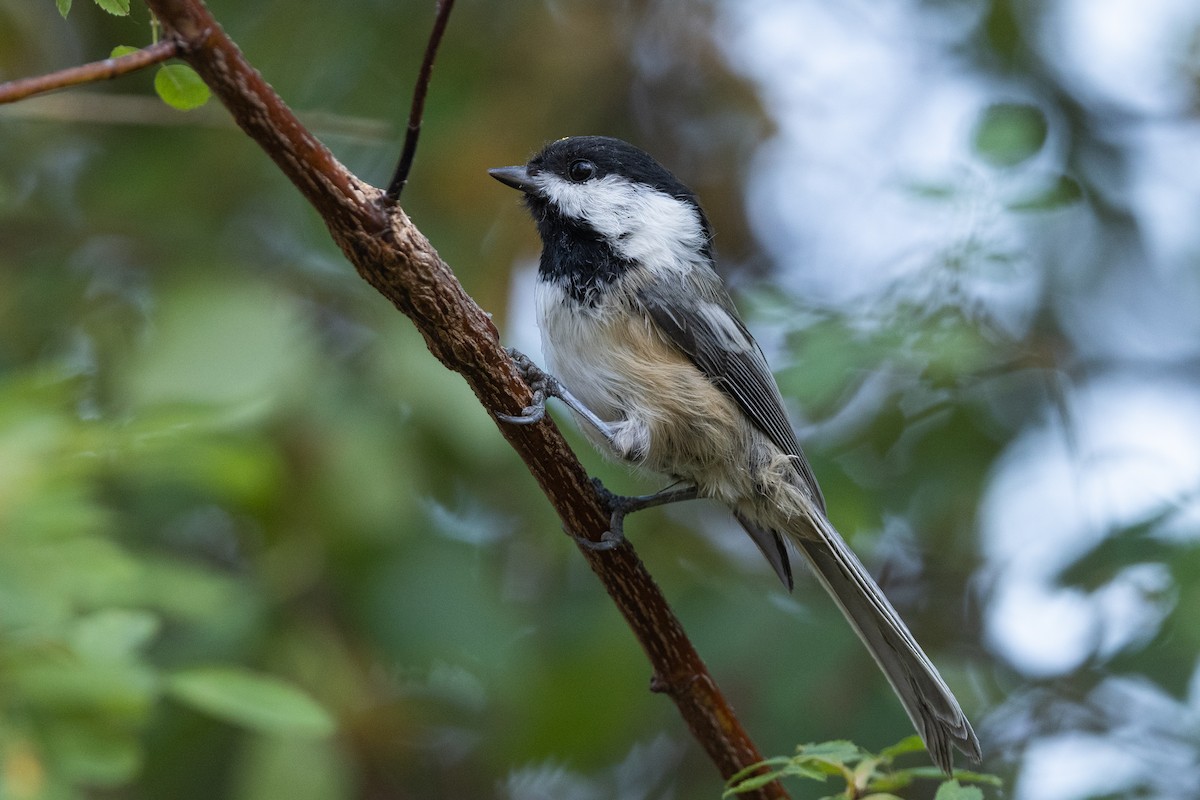 Black-capped Chickadee - ML646816473