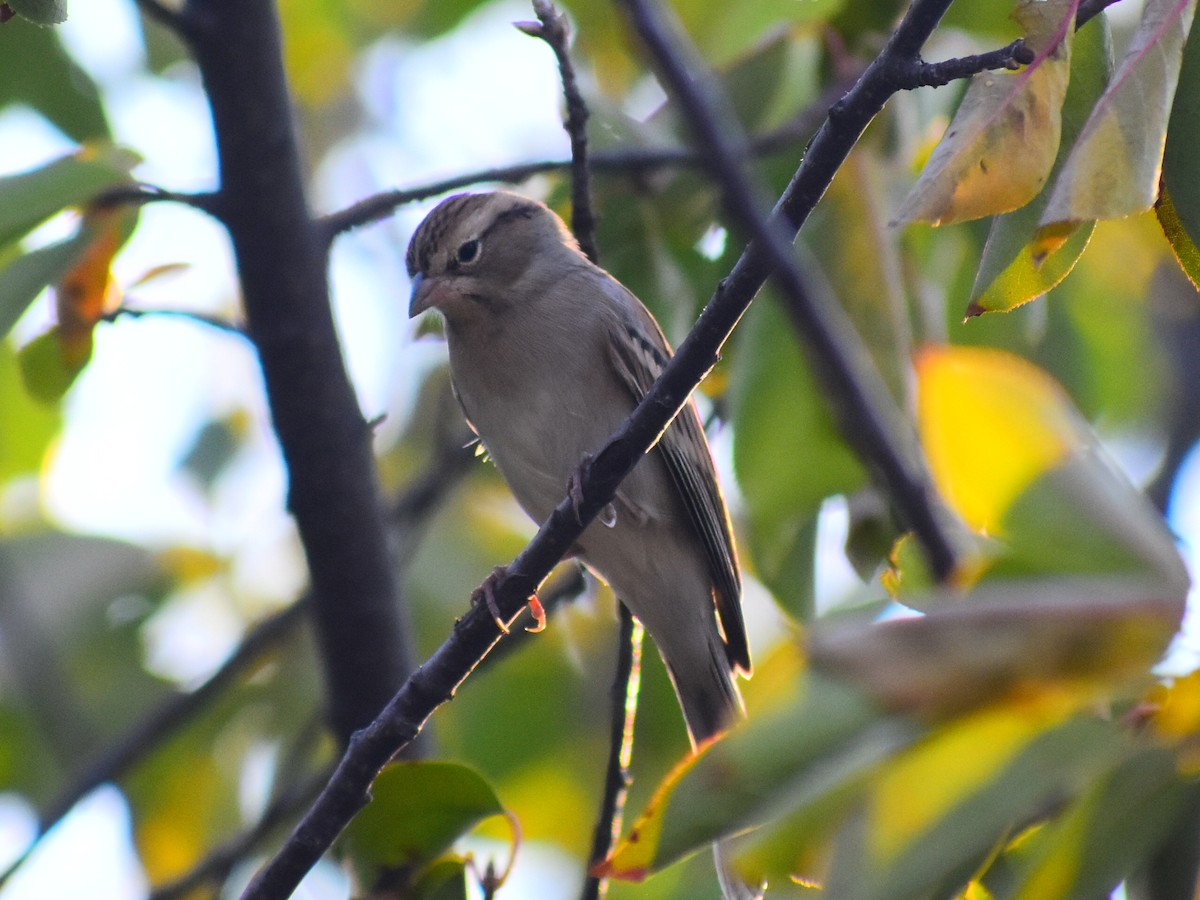 Chipping Sparrow - ML646816474