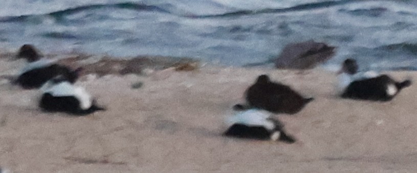 Пухівка зеленошия - ML646816475