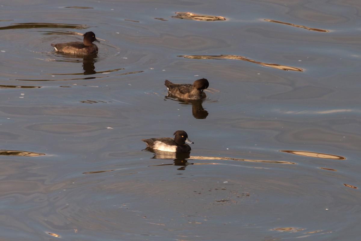 Tufted Duck - ML646816476
