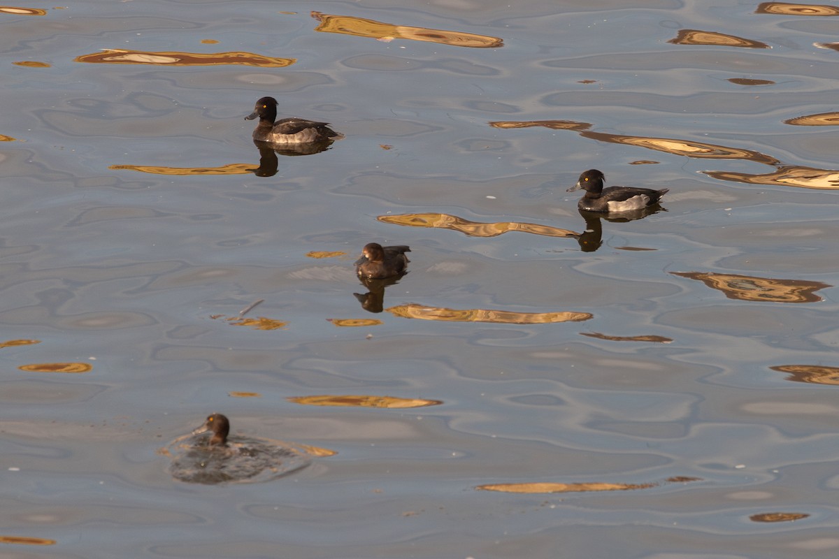 Tufted Duck - ML646816477