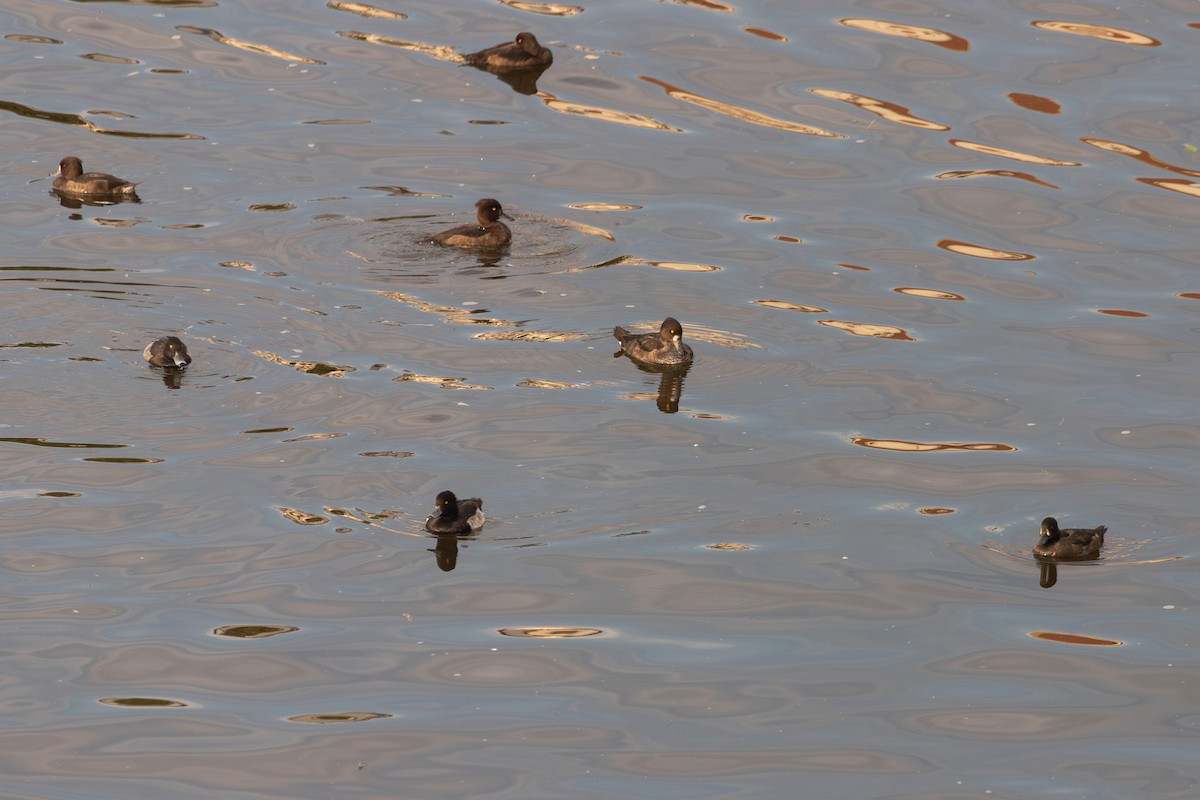 Tufted Duck - ML646816478