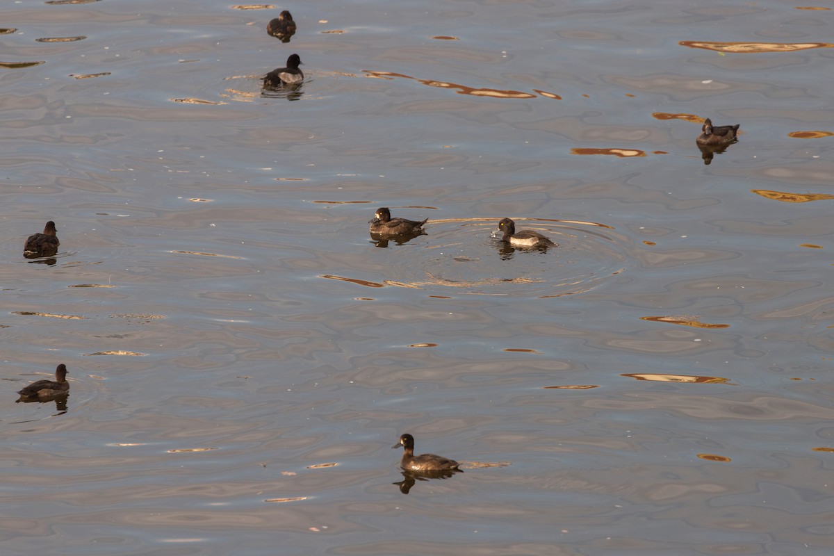 Tufted Duck - ML646816479