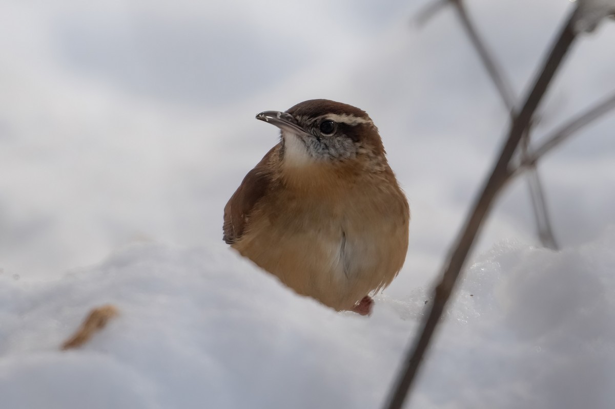 Cucarachero de Carolina - ML646816482