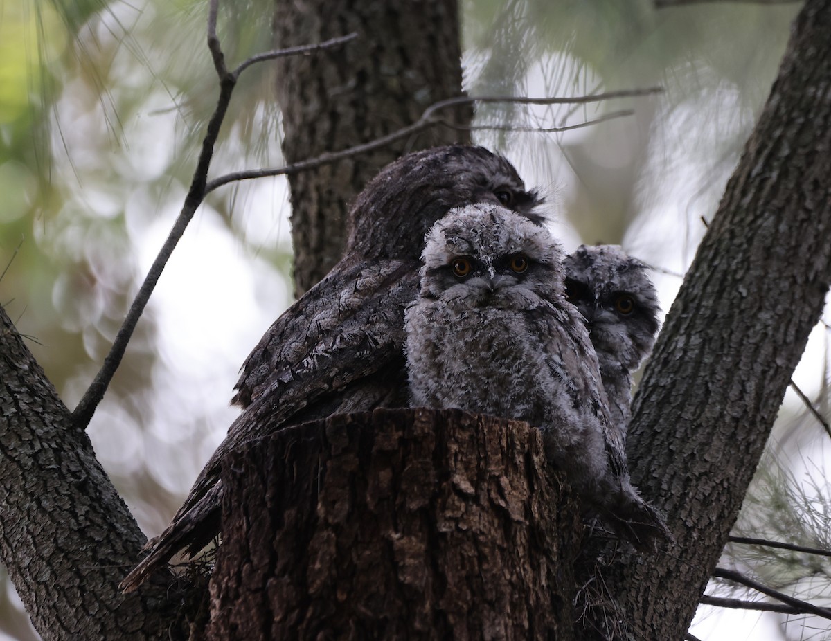 Tawny Frogmouth - ML646816483