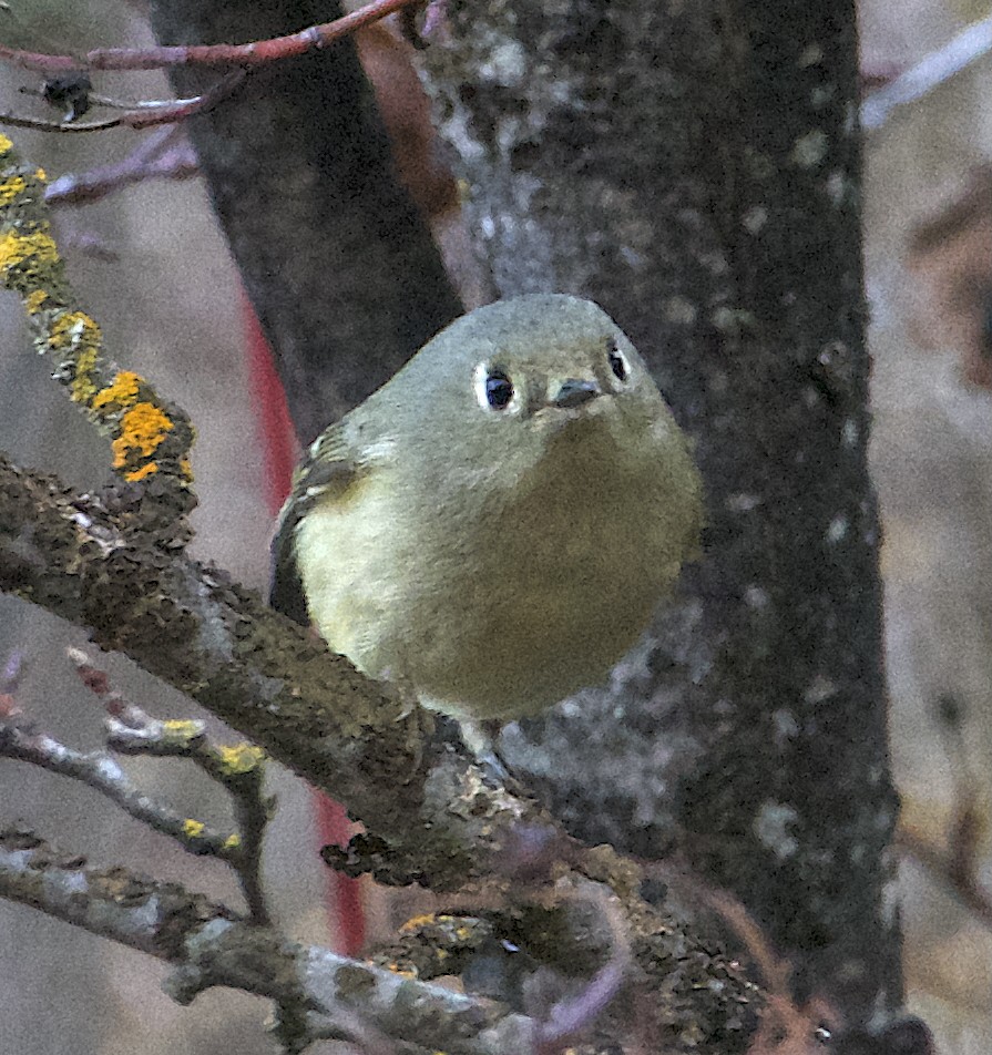 ルビーキクイタダキ - ML646816484