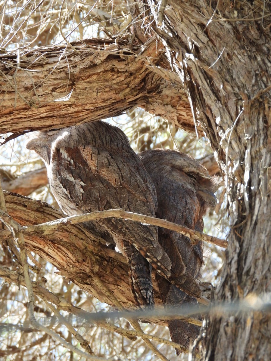 Tawny Frogmouth - ML646816485