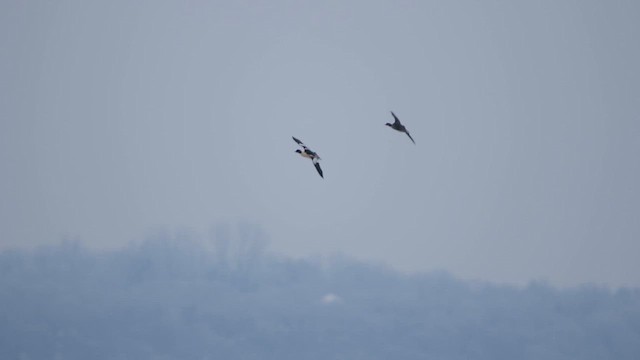 Smergo maggiore - ML646816488