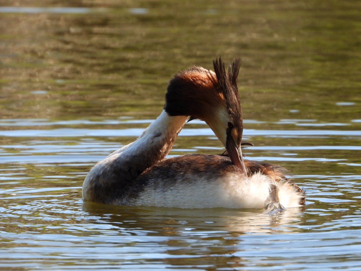 Great Crested Grebe - ML646816492