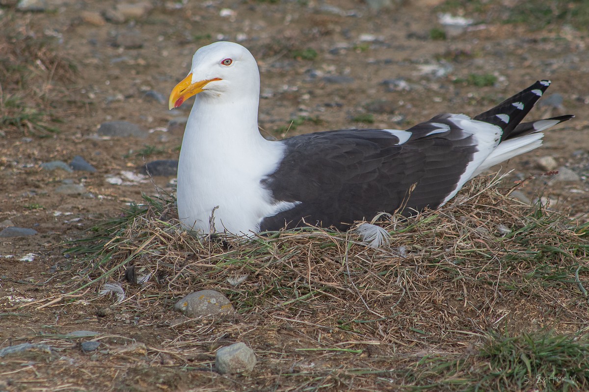 Kelp Gull (dominicanus) - ML646816493