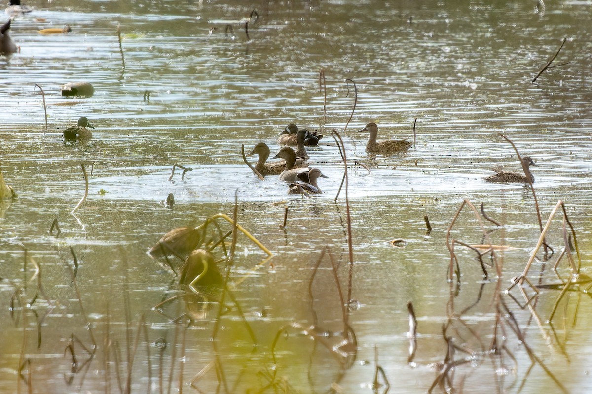 Blue-winged Teal - ML646816494