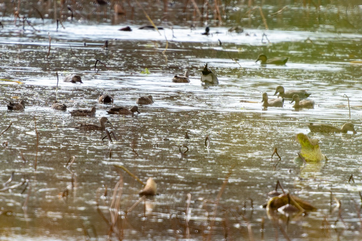 Blue-winged Teal - ML646816495