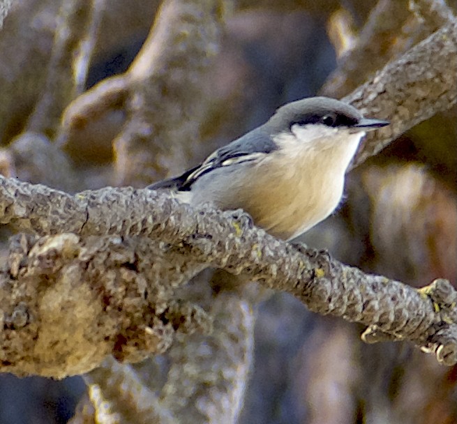 ヒメゴジュウカラ - ML646816496