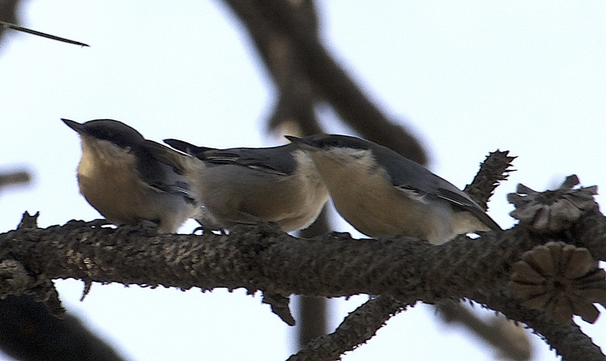 ヒメゴジュウカラ - ML646816500