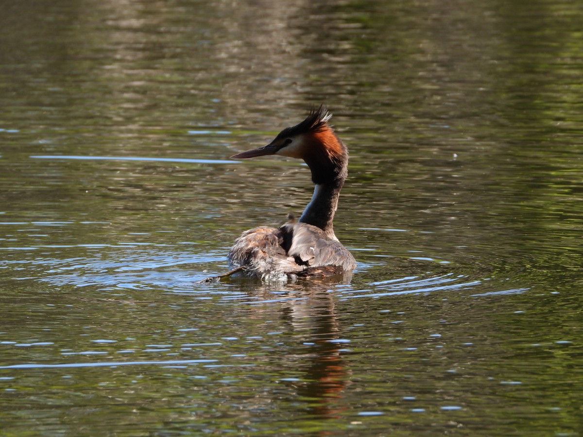 Great Crested Grebe - ML646816501