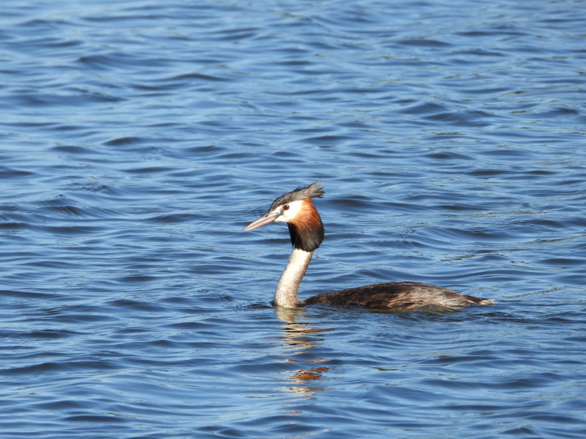 Great Crested Grebe - ML646816502