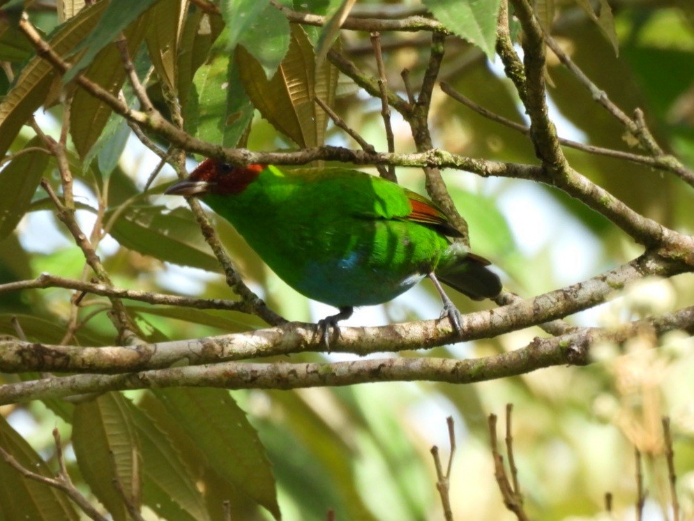 Rufous-winged Tanager - ML646816503