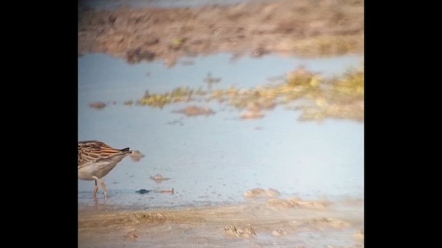 Sharp-tailed Sandpiper - ML646816504