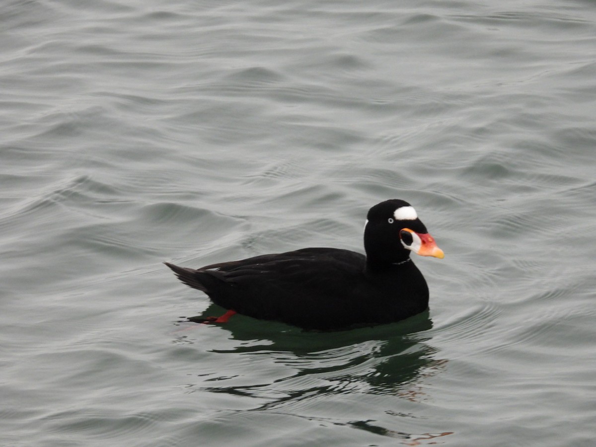 Surf Scoter - ML646816507