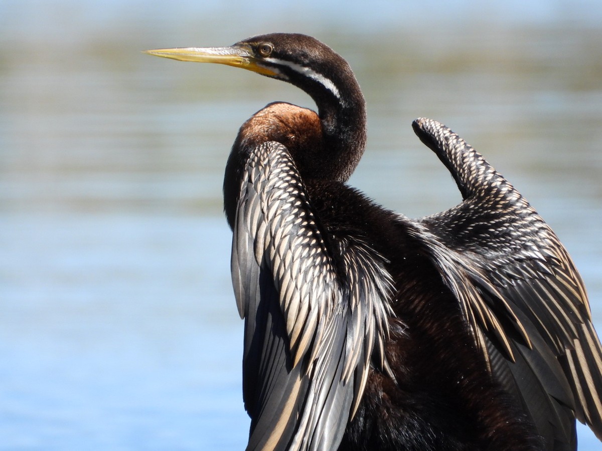 Australasian Darter - ML646816509