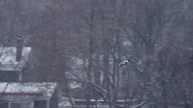 Quattrocchi - ML646816510