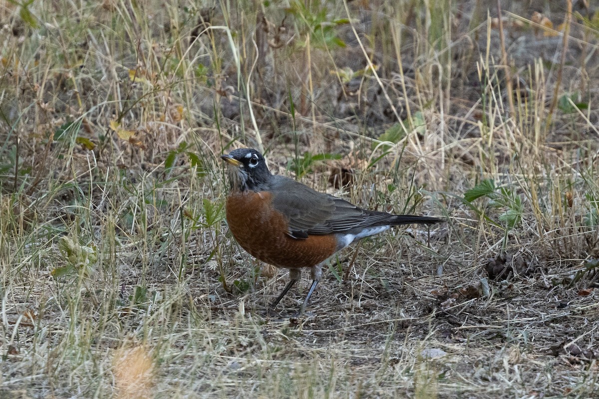 American Robin - ML646816512