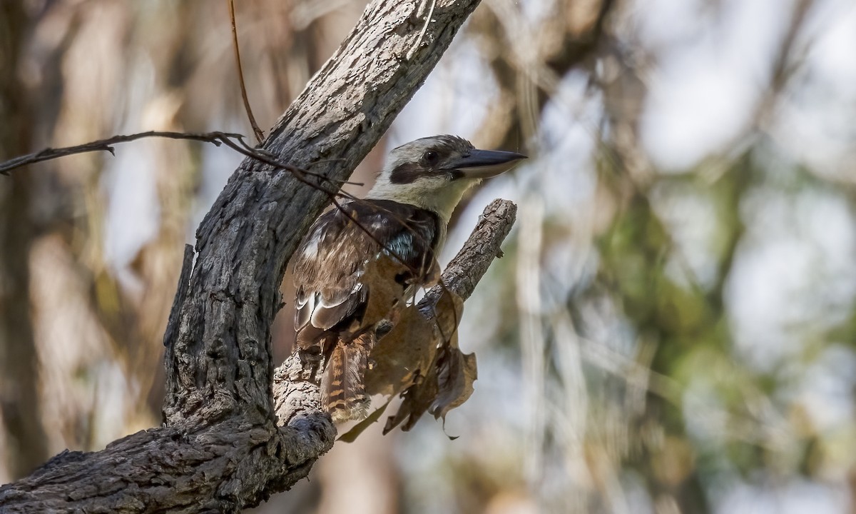 Laughing Kookaburra - ML646816513