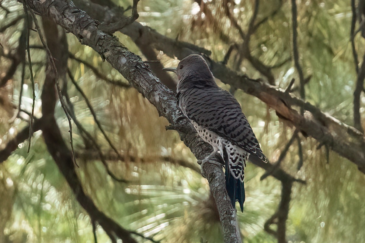 Northern Flicker - ML646816515