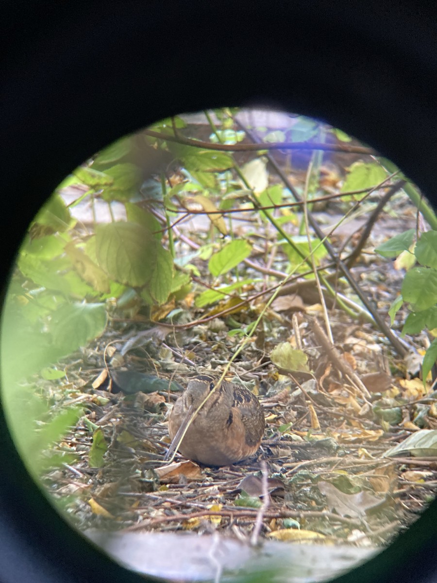 American Woodcock - ML646816516
