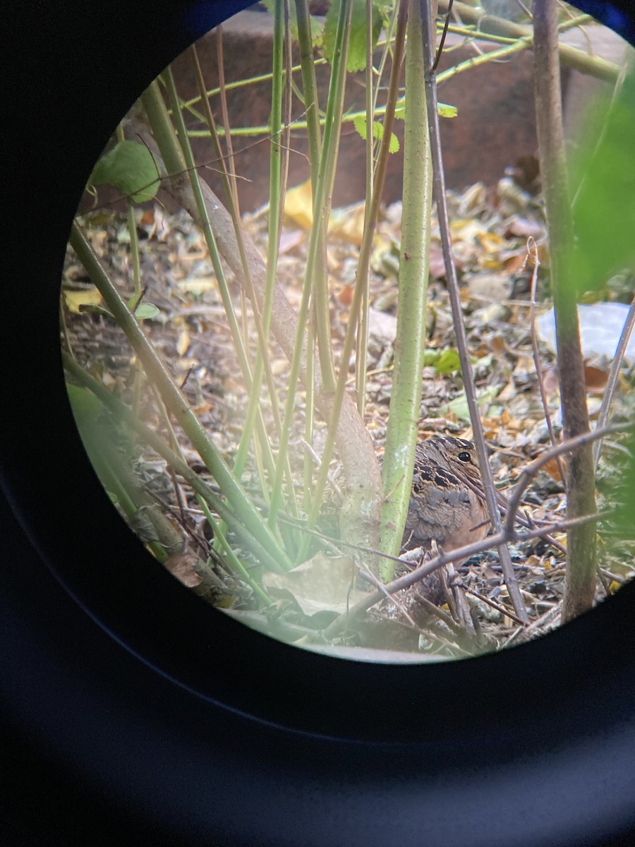 American Woodcock - ML646816517