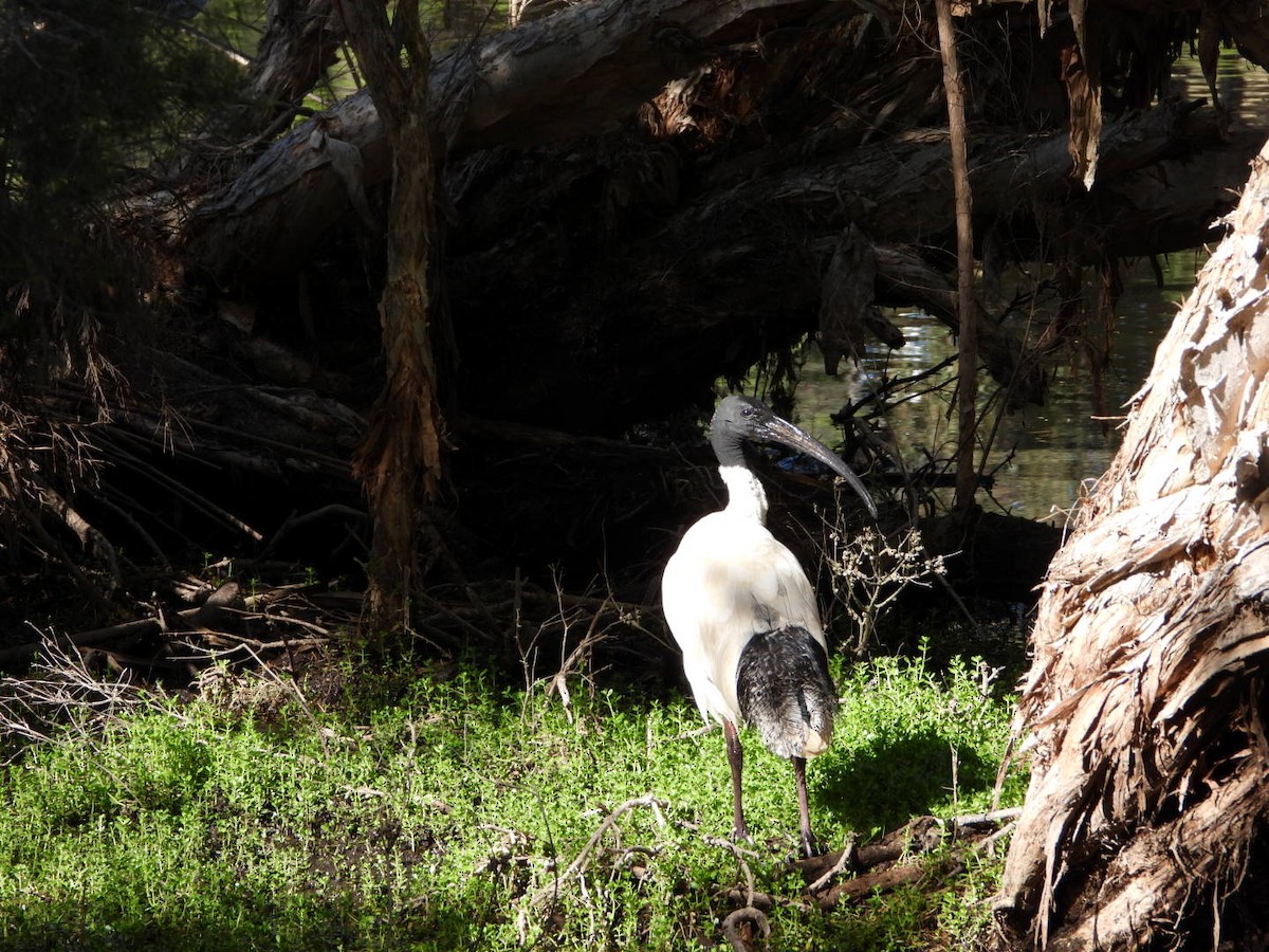 Australian Ibis - ML646816518