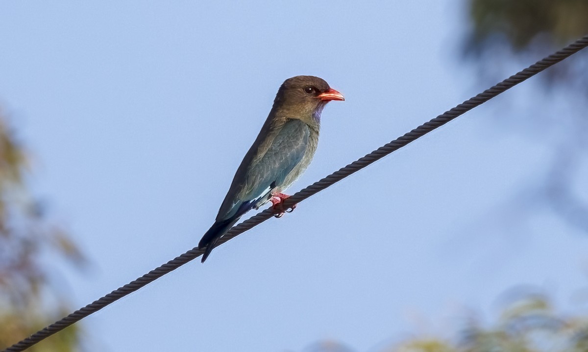 Dollarbird - ML646816519