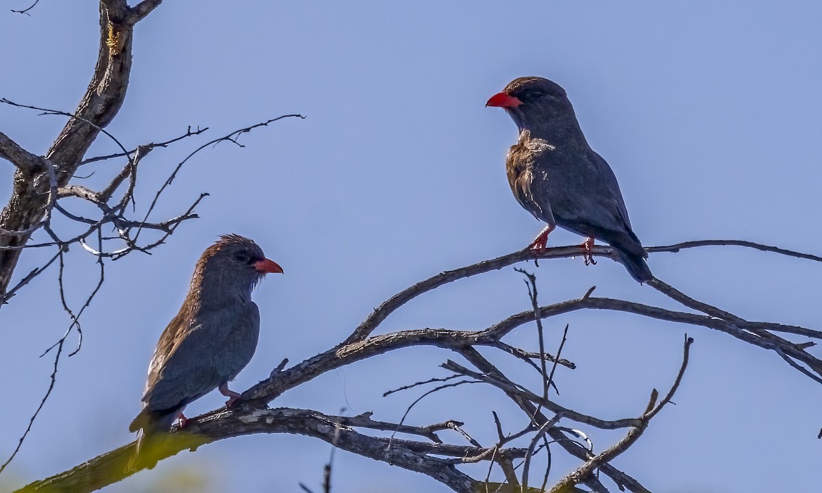 Dollarbird - ML646816520