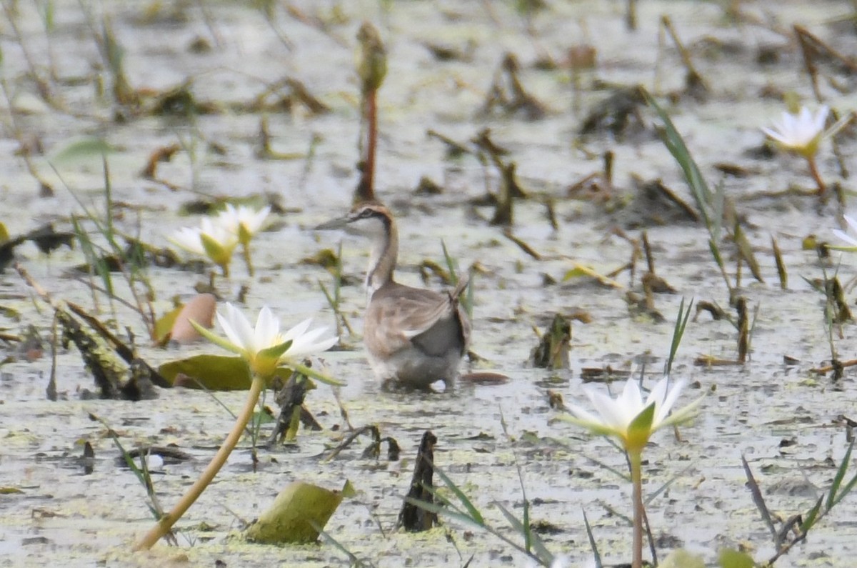 Jacana à longue queue - ML646816521