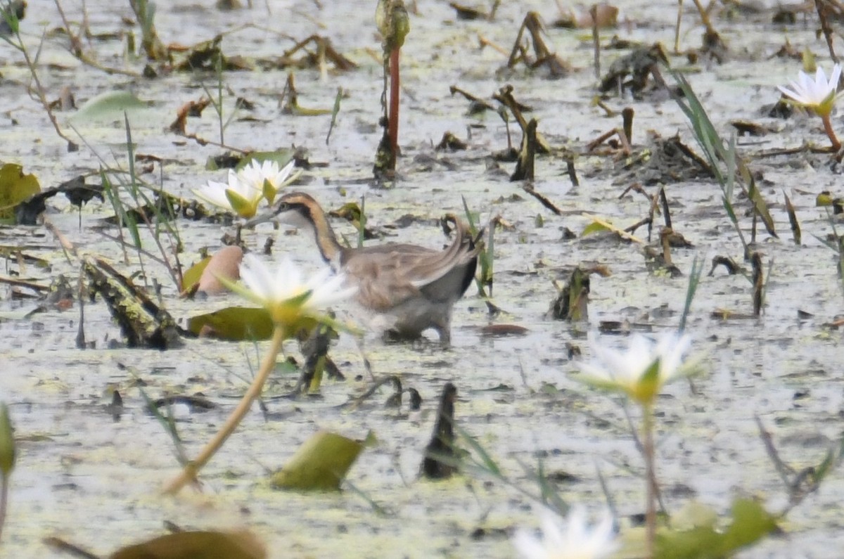 Jacana à longue queue - ML646816522