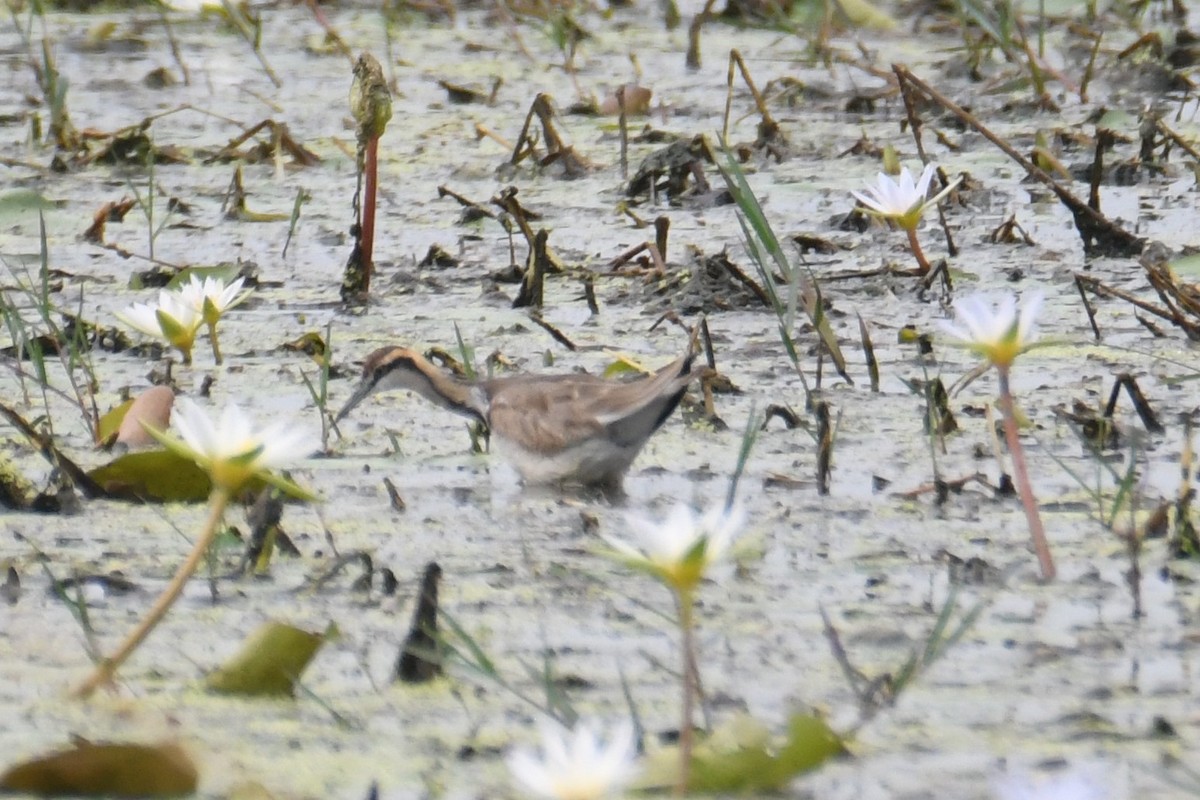 Jacana à longue queue - ML646816523