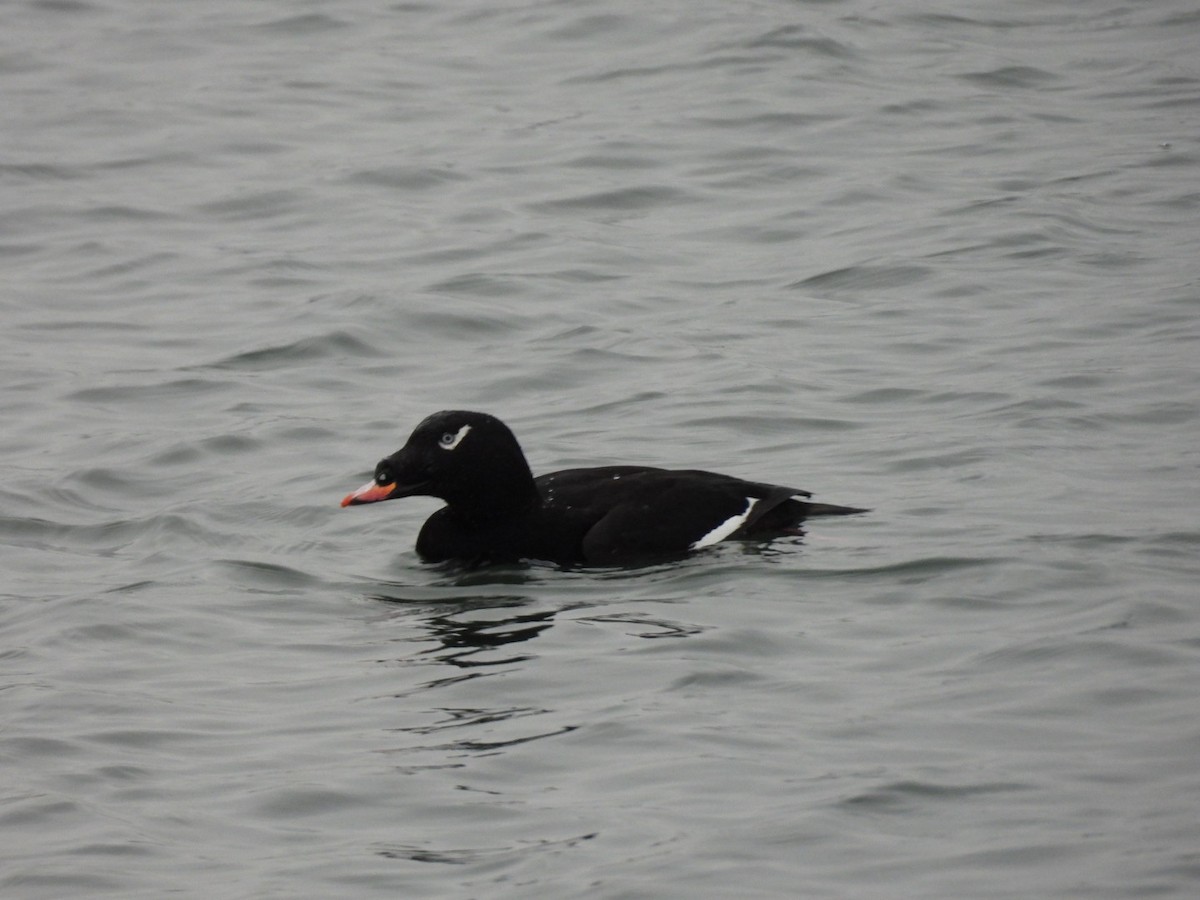 White-winged Scoter - ML646816524