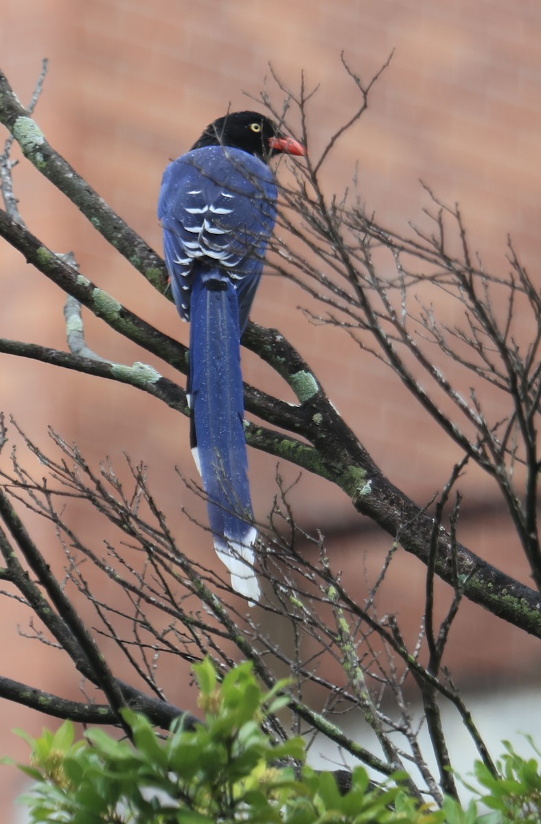 Taiwan Blue-Magpie - ML646816525