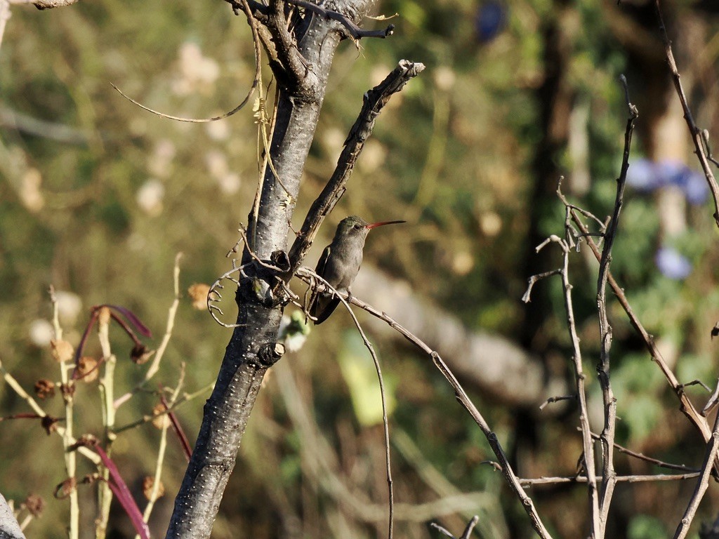 Dusky Hummingbird - ML646816526