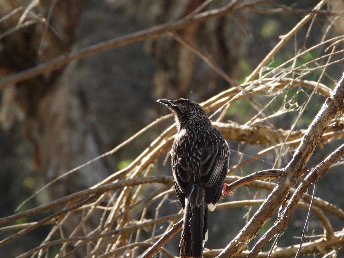 Red Wattlebird - ML646816528