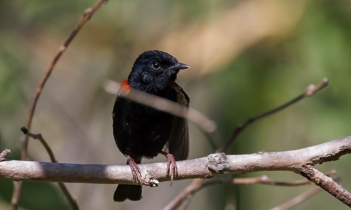 Red-backed Fairywren - ML646816529