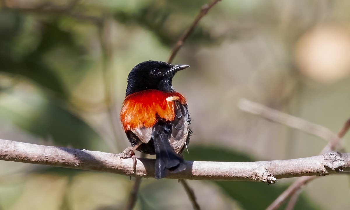 Red-backed Fairywren - ML646816530