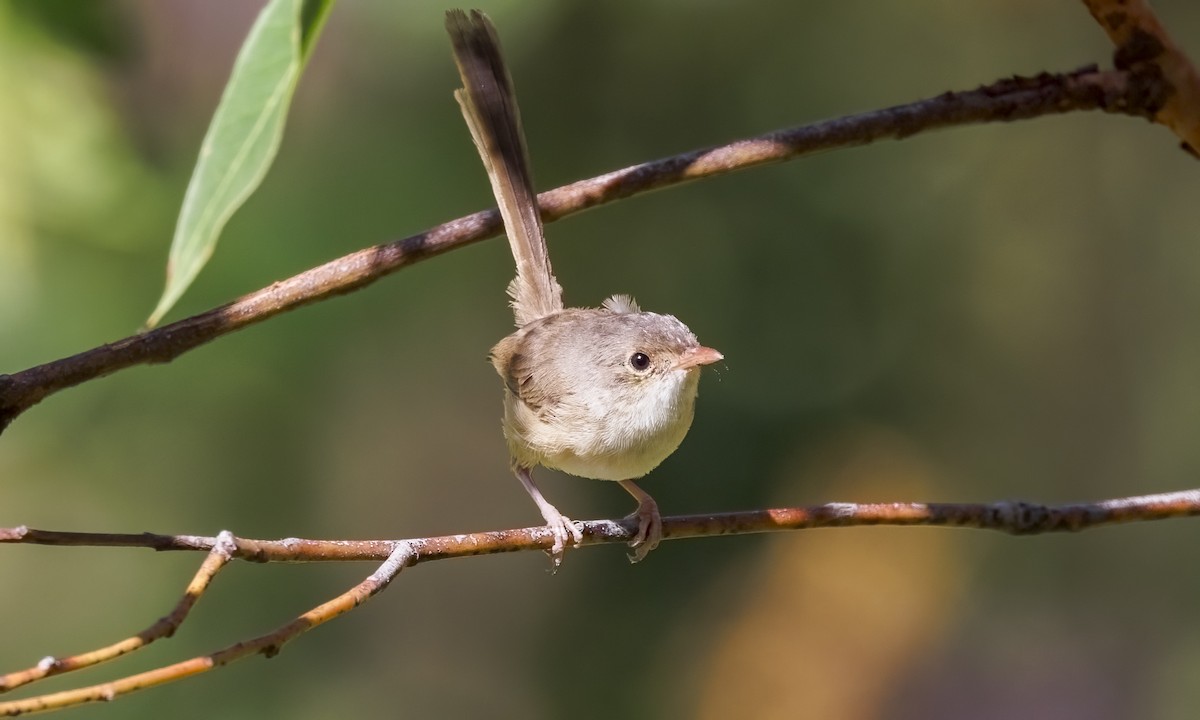 Red-backed Fairywren - ML646816531