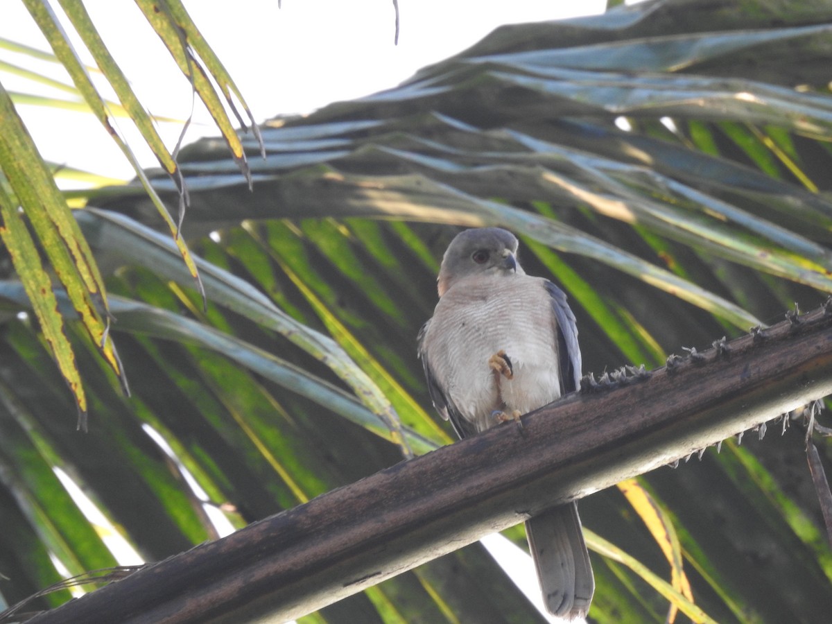 krahujec šikra - ML646816532